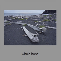 whale bone